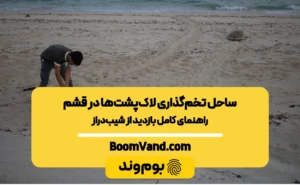 تخم‌گذاری لاک‌پشت‌ها در قشم